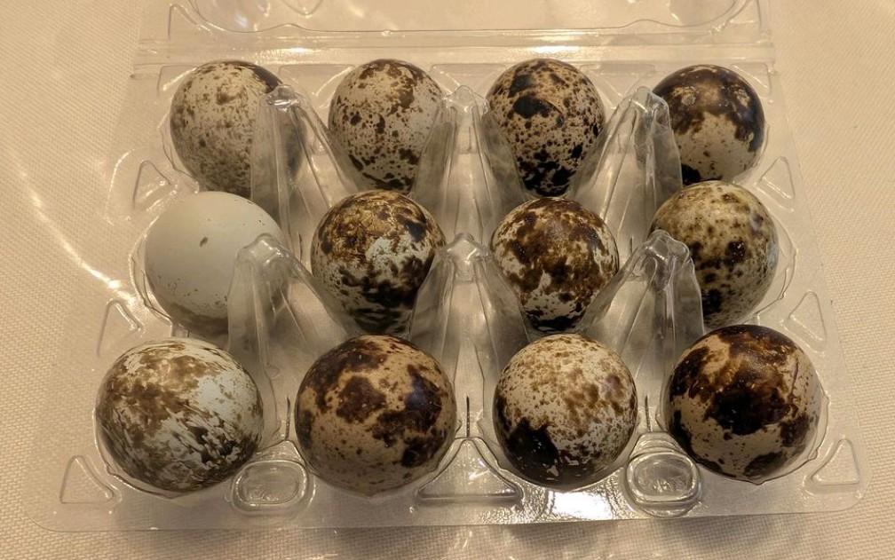 bruteier von japanischen legewachteln