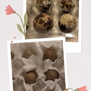 Bruteier v. Legewachteln u. Zwergwachteln